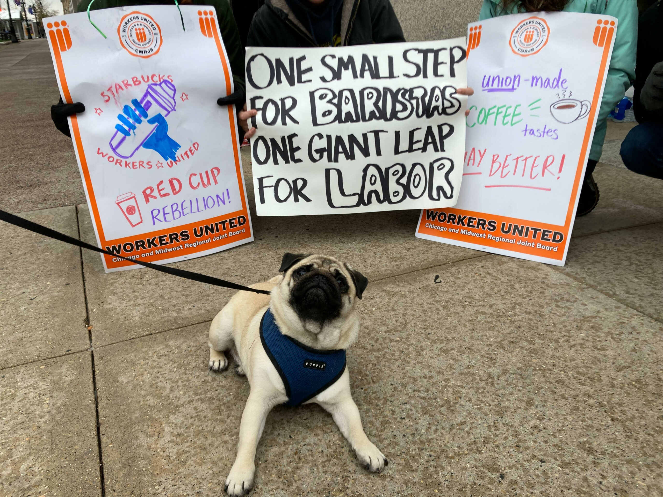 A pug on a leash sits in front of three picketers, whose faces are not shown and who are bending down holding picket signs. Two printed signs that read, “WORKERS UNITED Chicago and Midwest Regional Joint Board” feature the hand-written words, “STARBUCKS WORKERS UNITED RED CUP REBELLION, Workers united ” with a drawing of a hand holding a coffee cup. The middle sign reads, “ONE SMALL STEP FOR BARISTAS, ONE GIANT LEAP FOR LABOR, with the words “BARISTAS” and “LABOR” written in bubble letters.