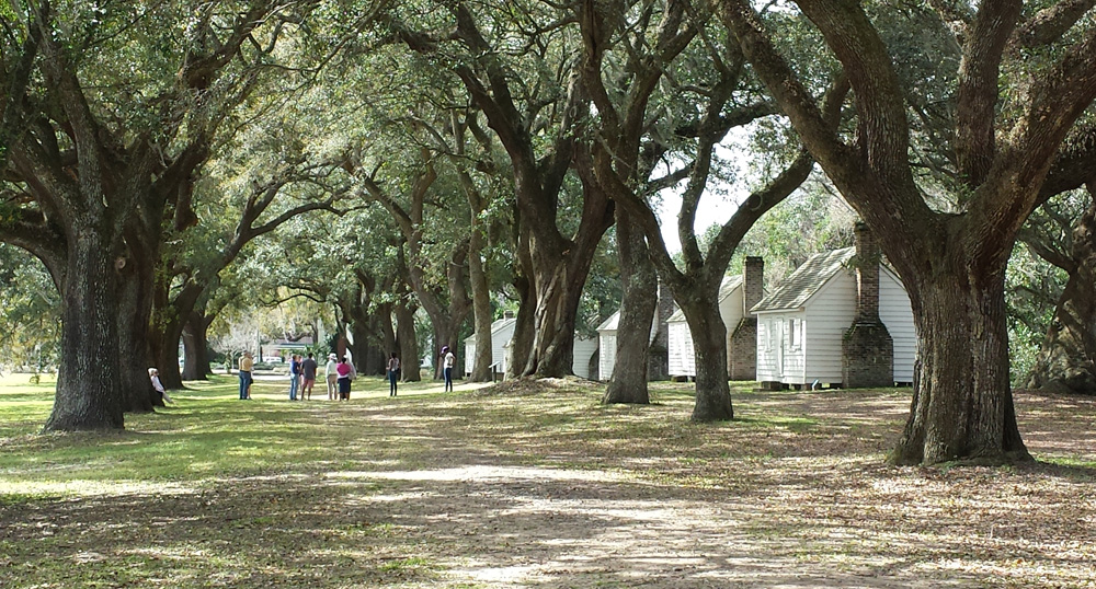 A three-lined unpaved road leads visitors along a row of white houses, slave quarters on the McLeod Plantation.
