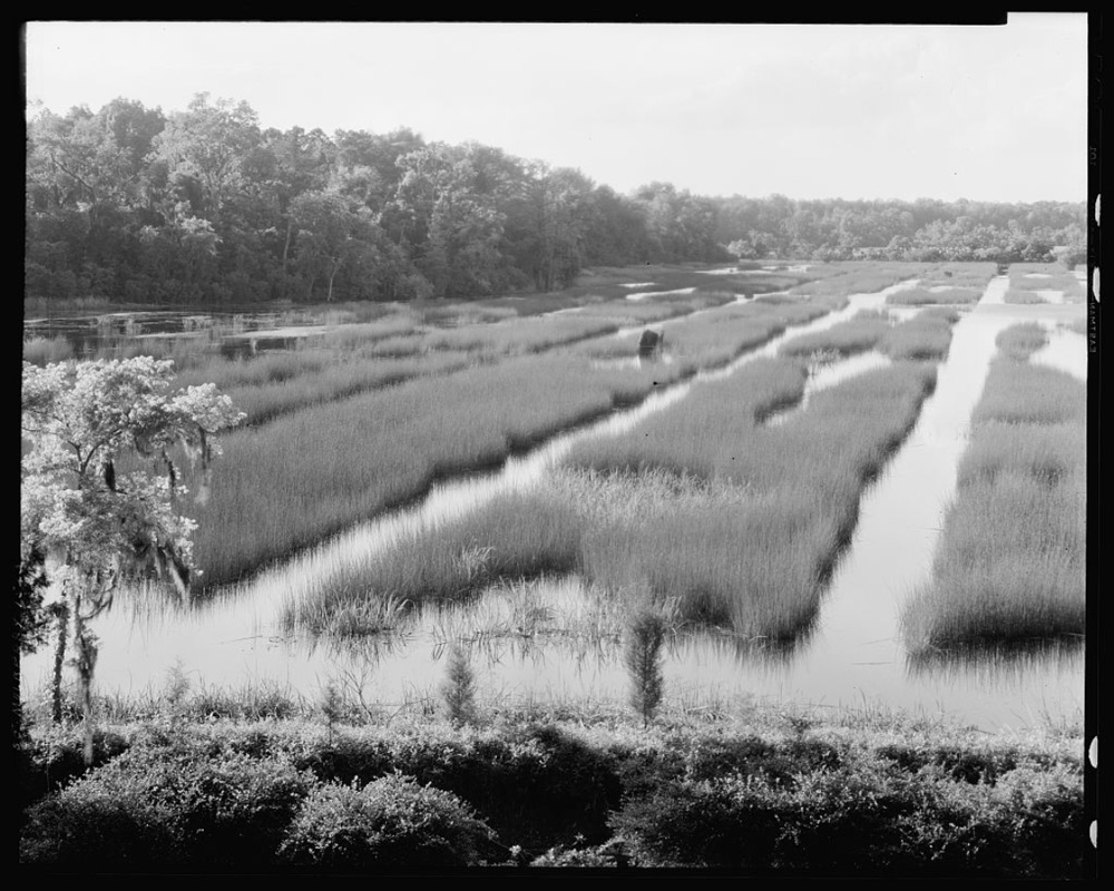 A marshy field of growing rice with a flowering tree in foreground.